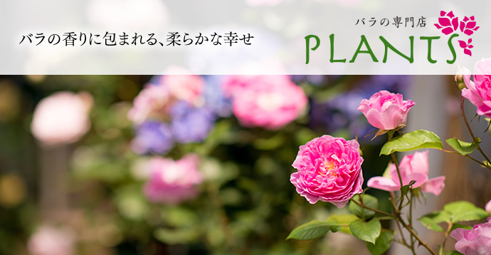 バラの専門店PLANTS