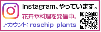 Instagram、やっています